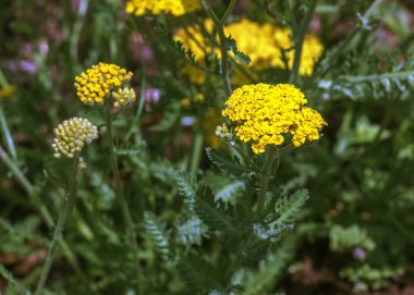 Doğal yeşil bir arka planda kuşak çiçekleri veya Achillea filisardulina.