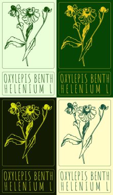 Set of drawing OXYLEPIS BENTH in various colors. Hand drawn illustration. The Latin name is HELENIUM L. clipart