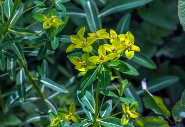 Sarı merkezli öforbi salicifolia çiçekleri. Çiçekler tarlada..