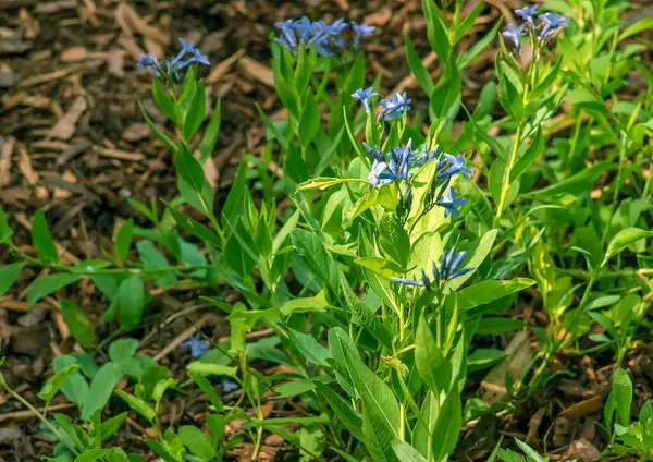 stock image Amsonia orientalis, also known as Blue Star, in flower.