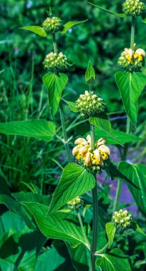 Phlomis russeliana Türk bilgesi, Suriye ateş bitkisi, Kudüs bilgesi Lamiaceae ailesinde sarı çiçekli bitki..