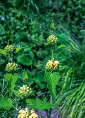 Phlomis russeliana Türk bilgesi, Suriye ateş bitkisi, Kudüs bilgesi Lamiaceae ailesinde sarı çiçekli bitki..