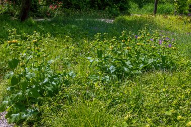 Phlomis russeliana Türk bilgesi, Suriye ateş bitkisi, Kudüs bilgesi Lamiaceae ailesinde sarı çiçekli bitki..