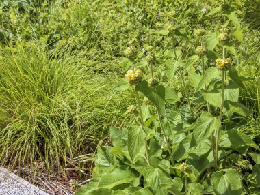 Phlomis russeliana Türk bilgesi, Suriye ateş bitkisi, Kudüs bilgesi Lamiaceae ailesinde sarı çiçekli bitki..