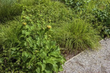 Phlomis russeliana Türk bilgesi, Suriye ateş bitkisi, Kudüs bilgesi Lamiaceae ailesinde sarı çiçekli bitki..