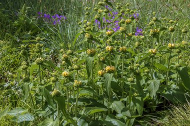 Phlomis russeliana Türk bilgesi, Suriye ateş bitkisi, Kudüs bilgesi Lamiaceae ailesinde sarı çiçekli bitki..