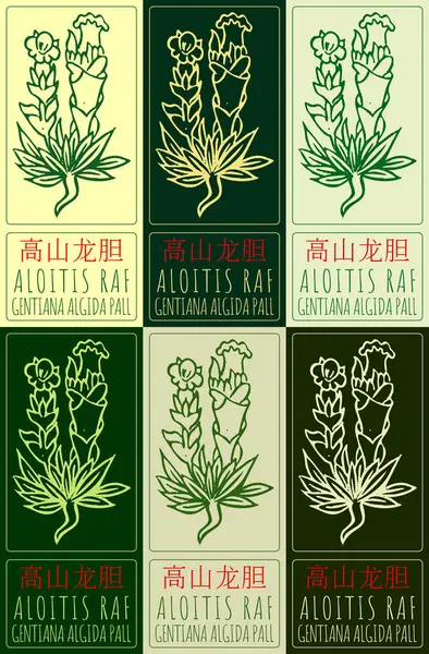 stock image Set of drawing ALOITIS RAF in Chinese in various colors. Hand drawn illustration. The Latin name is DRACOCEPHALUM L.