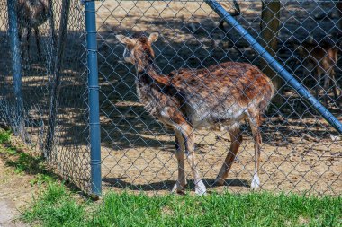 Slovakya 'nın Nitra kentindeki bir kreşte Avrupalı muflon Ovis orientalis.