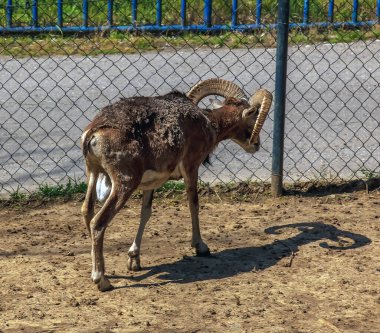 Slovakya 'nın Nitra kentindeki bir kreşte Avrupalı muflon Ovis orientalis.