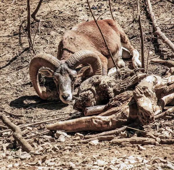 stock image European mouflon Ovis orientalis in a nursery in Nitra, Slovakia.