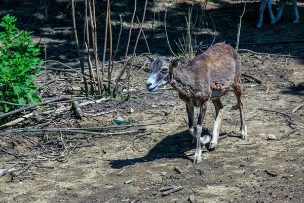 stock image European mouflon Ovis orientalis in a nursery in Nitra, Slovakia.