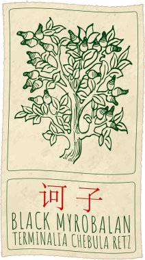 Vector drawing BLACK MYROBALAN in Chinese. Hand drawn illustration. The Latin name is TERMINALIA CHEBULA RETZ. clipart