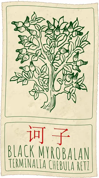 stock vector Vector drawing BLACK MYROBALAN in Chinese. Hand drawn illustration. The Latin name is TERMINALIA CHEBULA RETZ.