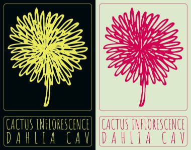 Kaktüs enflasyonu çizimi. El çizimi çizimi. Latince adı DAHLIA CAV.