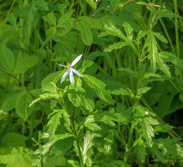 stock image Bowman's Root Gillenia trifoliata wildflower in bloom against natural background.