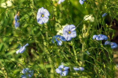 İlkbaharda Linum Perenne çiçekleri büyür..