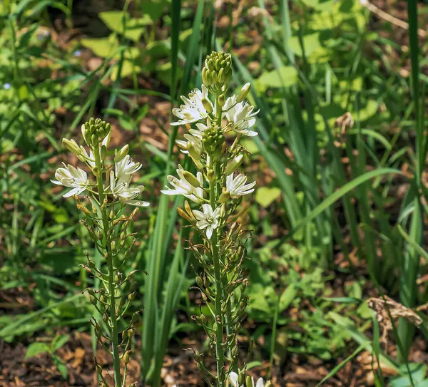 stock image Spring bloom of California white-flowered quamash plant Camassia leichtlinii Alba.