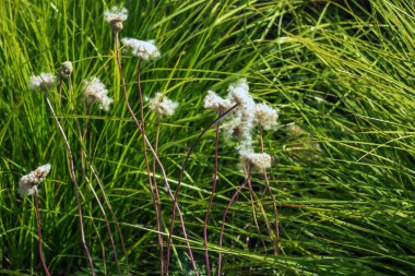 Cotton grass is a genus of sedges. Latin name Eriophorum vaginatum. clipart