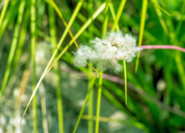Pamuk çimi bir sazlık cinsidir. Latince adı Eriophorum vajinatum.