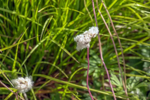 stock image Cotton grass is a genus of sedges. Latin name Eriophorum vaginatum.