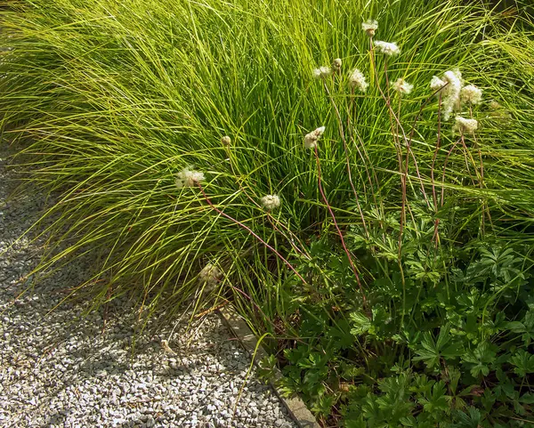 stock image Cotton grass is a genus of sedges. Latin name Eriophorum vaginatum.