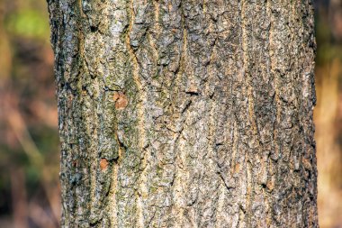Eucommia kabuğu arka planı. Doğal yüzey dokusu GUTTA-PERCHA Ağacı.