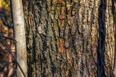 Eucommia kabuğu arka planı. Doğal yüzey dokusu GUTTA-PERCHA Ağacı.