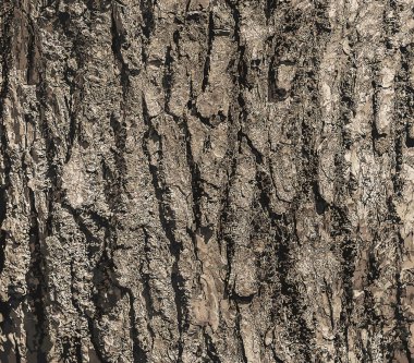 Eucommia kabuğunun resmi. Doğal yüzey dokusu GUTTA-PERCHA Ağacı.