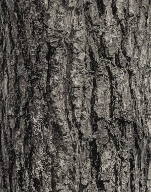 Eucommia kabuk arka planının vektör çizimi. Doğal yüzey dokusu GUTTA-PERCHA Ağacı.