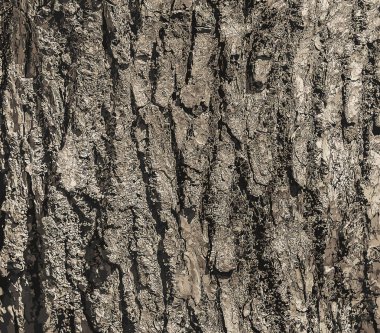 Eucommia kabuk arka planının vektör çizimi. Doğal yüzey dokusu GUTTA-PERCHA Ağacı.