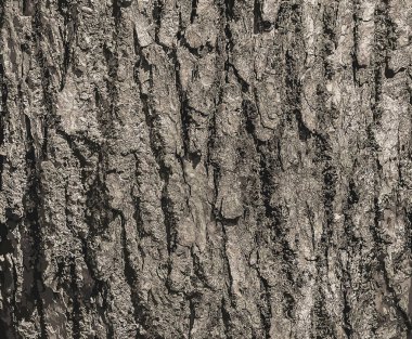 Eucommia kabuk arka planının vektör çizimi. Doğal yüzey dokusu GUTTA-PERCHA Ağacı.