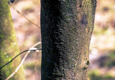 Laburnum kabuk arka planı. Doğal fasulye yüzey dokusu.