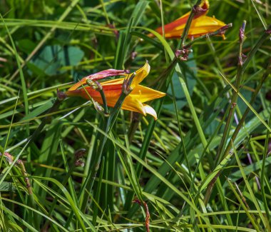 Sarı güpegündüz çiçek açar. Latince adı Hemerocallis.