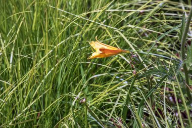 Sarı güpegündüz çiçek açar. Latince adı Hemerocallis.