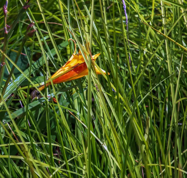 stock image Yellow daylily flowers bloom. Latin name Hemerocallis.