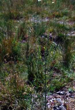 Verbascum sinuatum mullein presiosa sarı çiçek..