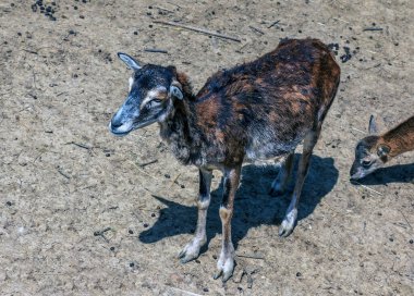 Slovakya 'nın Nitra kentindeki bir kreşte Avrupalı muflon Ovis orientalis.
