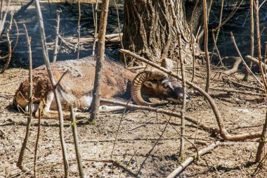 Slovakya 'nın Nitra kentindeki bir kreşte Avrupalı muflon Ovis orientalis.