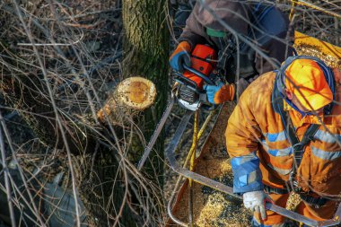 Dnepr, Ukrayna - 03.20.2024: Belediye çalışanları vinç sepetinde elektrikli testere ve tehlikeli ağaçları budamak için duruyorlar.