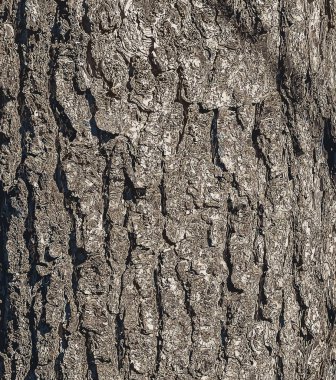 Türk fındık kabuğunun arka planı. Latince adı Corylus colurna.