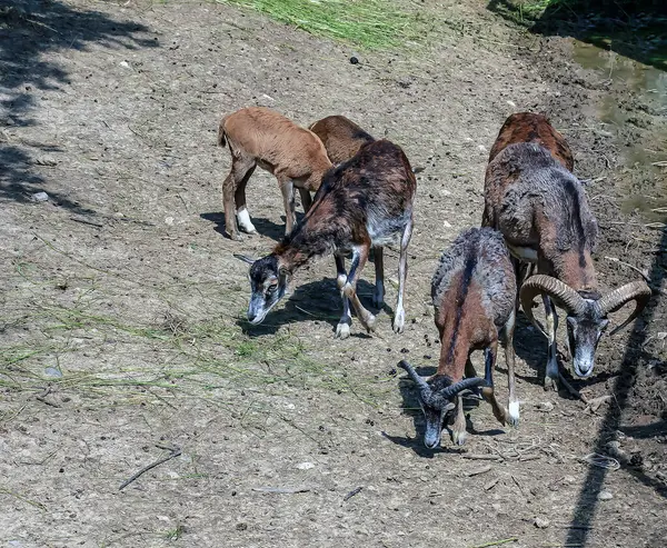 stock image European mouflon Ovis orientalis in a nursery in Nitra, Slovakia.