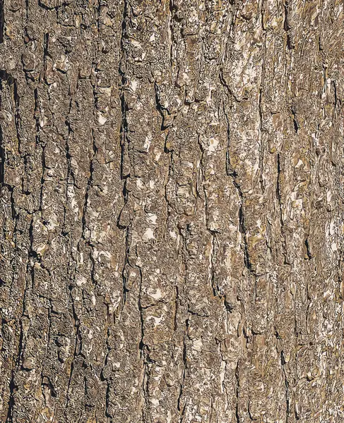 Türk fındık kabuğunun arka planı. Latince adı Corylus colurna.