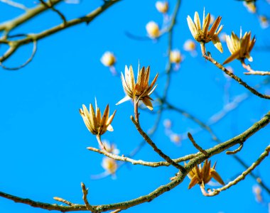 Mavi gökyüzüne karşı kurumuş çiçekli ve tomurcuklu lale ağacı dalları - Latince adı - Liriodendron tulipifera L.