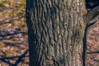 Liriodendron lale, lale ağacı, ağaç kabuğu. Liriodendron tulipifera L. tahta arkaplan - desen deseni, tasarımcılar için.