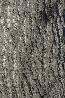 Liriodendron lale kabuğunun resmi. Liriodendron tulipifera L. Wood arka planı - doku deseni.