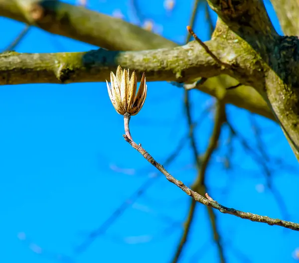 stock image Tulip tree branches with dry flowers and buds against blue sky - Latin name - Liriodendron tulipifera L.