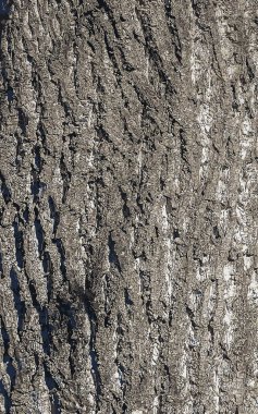 Liriodendron lale kabuğunun vektör çizimi. Liriodendron tulipifera L. Wood arka planı - doku deseni.