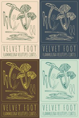 VELVET Foot 'u çeken vektör. El çizimi çizimi. Latince adı FLAMULINA VELUTIPES CURTIS .