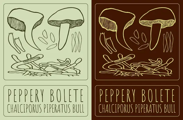 stock vector Vector drawing PEPPERY BOLETE. Hand drawn illustration. The Latin name is CHALCIPORUS PIPERATUS BULL.