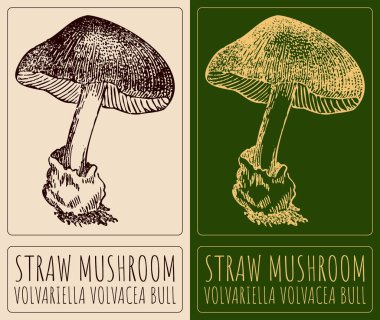 Drawing STRAW MUSHROOM. Hand drawn illustration. The Latin name is VOLVARIELLA VOLVACEA BULL. clipart